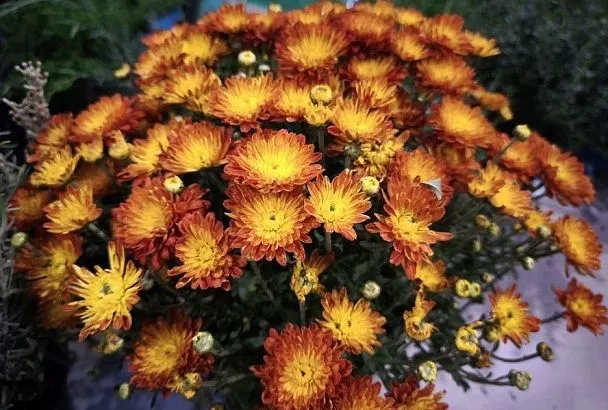 Полив, фосфор и медный купорос: если плохо цветет хризантема, значит, ей не хватает чего-то из этого 