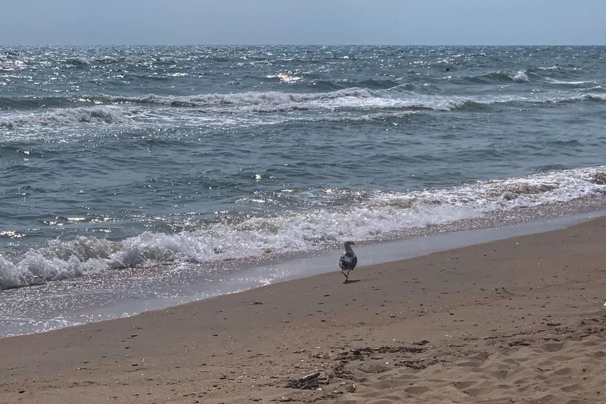 Спрос россиян на туры в Анапу вырос на 30-40%  