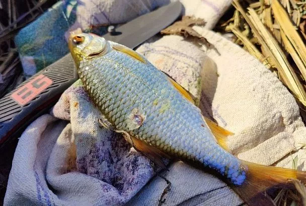 Плотва клюет как сумасшедшая: ТОП насадок по Сабанееву для стоячей и проточной воды