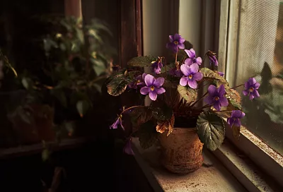 Как ухаживать за фиалкой летом, чтобы она цвела круглый год