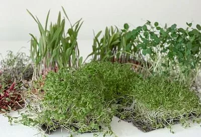 Все полезное для здоровья на вашем подоконнике: какие травы надо посеять в декабре