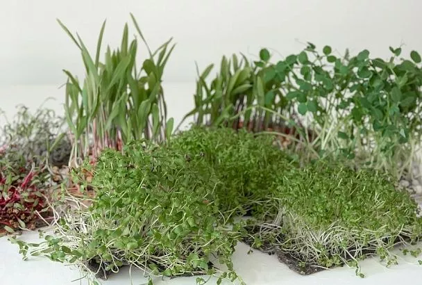 Все полезное для здоровья на вашем подоконнике: какие травы надо посеять в декабре