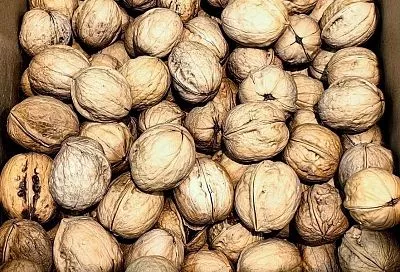 Грецкий орех от плесени: почему его скорлупа – лучший дренаж для комнатных растений