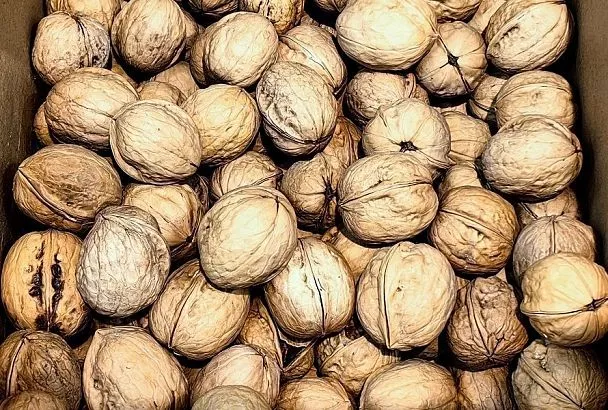 Грецкий орех от плесени: почему его скорлупа – лучший дренаж для комнатных растений