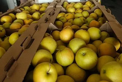 На Кубани создают новую технологию производства сидра из южных сортов яблок