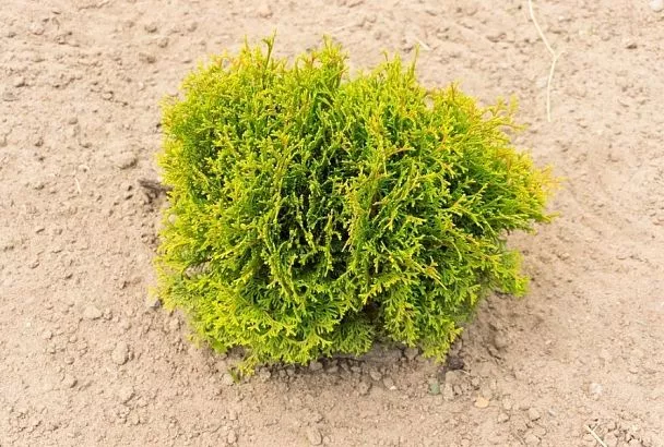 Что растет под туей: зеленый ковер под хвойными – решение найдено