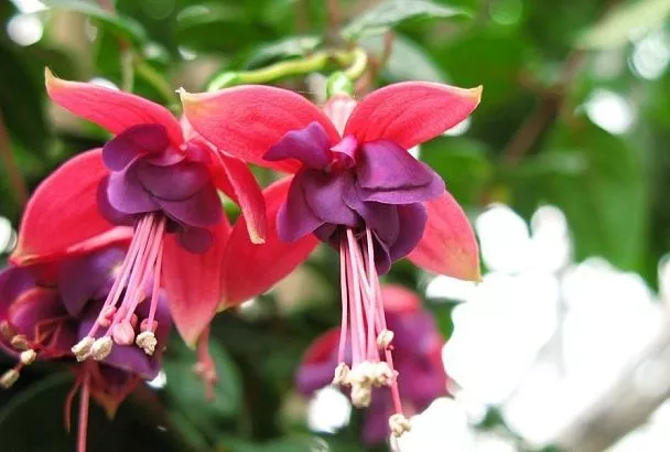 Чтобы фуксия цвела долго и пышно: что любит это необыкновенное растение