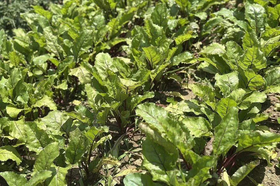 Конец – делу венец: финальная подкормка свеклы в августе для сладости и роста корнеплодов