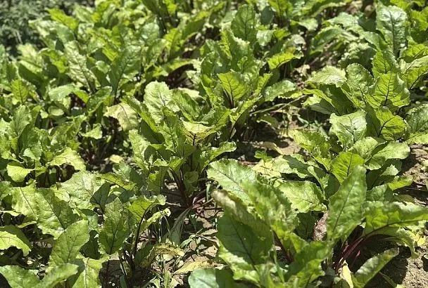 Конец – делу венец: финальная подкормка свеклы в августе для сладости и роста корнеплодов