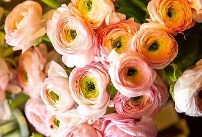 Лютики-цветочки: ранункулюс – знойный, но неприхотливый красавец