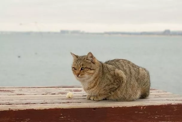 Теплый сектор циклона повысит температуру воздуха в Краснодарском крае