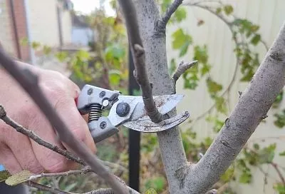 С секатором не подходить: растения, которые не стоит обрезать перед зимой