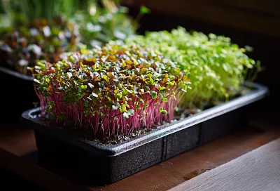 Как вырастить ростки чечевицы и микрозелень дома