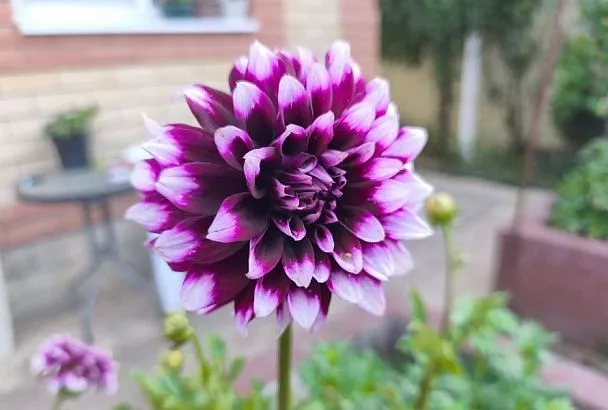 Чем обработать георгины перед хранением: зима будет долгой, но безопасной