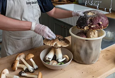 Как не отравиться съедобными грибами: 7 признаков плесени и разложения, когда добычу нужно без сожалений выбросить