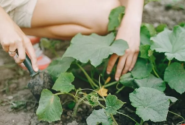 Внимание! Нашествие улиток в дождливый июнь 2025: как спасти огурцы и кабачки