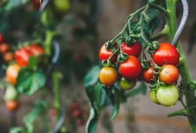 Эта 1 ошибка с борной кислотой губит томаты: почему нельзя лить её под корень