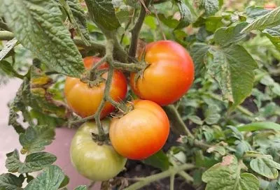 Рецепт из пожелтевшего справочника: моя бабушка спасала этим средством помидоры от всех болезней