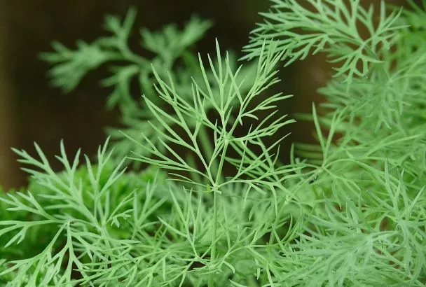 Меньше жидкости: какие продукты помогут избавиться от отеков