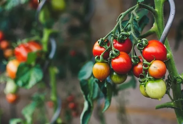 Эта 1 ошибка с борной кислотой губит томаты: почему нельзя лить её под корень