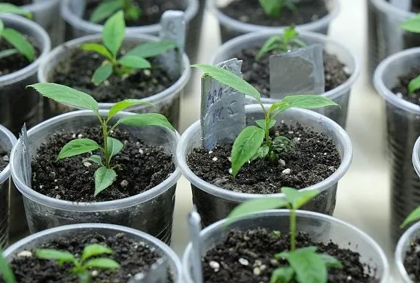 Пора сажать болгарский перец: когда в России начинать заниматься рассадой
