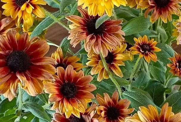 Посадил и забыл: топ-5 садовых цветов, которым не нужен постоянный полив