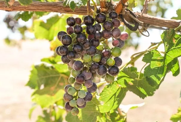 На Кубани создают первые российские клоны винограда