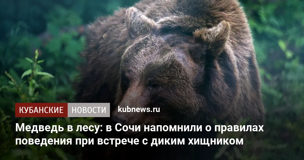 Медведь в лесу: в Сочи напомнили о правилах поведения при встрече с диким хищником