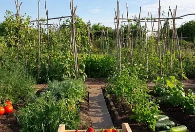 Огород, где не нужно работать: как облегчить себе труд на даче