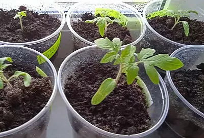 Помидор вымахают, как на дрожжах: схема ухода за рассадой томатов первые 10 дней после пикировки и первый полив