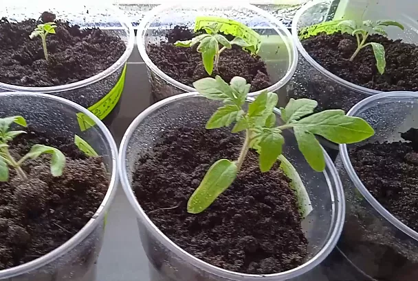 Помидор вымахают, как на дрожжах: схема ухода за рассадой томатов первые 10 дней после пикировки и первый полив