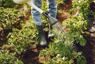 Почему нельзя сажать картофель между яблонями: у меня на это 5 причин