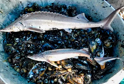 Численность осетровых в Азовском море растет: ученые подвели итоги экспедиции по изучению придонных рыб