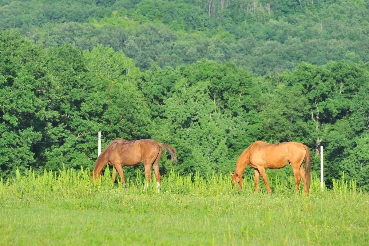 Коневодство считается перспективным направлением, и дотации на него растут. Коневодство считается перспективным направлением, и дотации на него растут.
