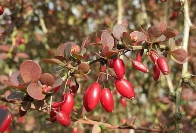 Не кустарник, а аптекарь: 5 причин посадить барбарис (личный опыт) на своем участке + 3 дармовых рецепта