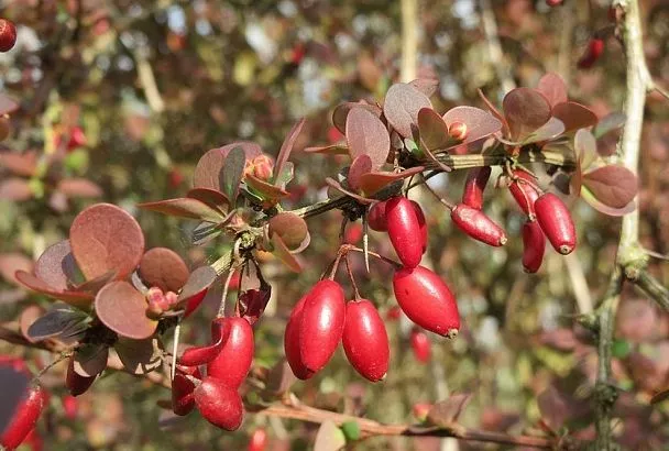Не кустарник, а аптекарь: 5 причин посадить барбарис (личный опыт) на своем участке + 3 дармовых рецепта