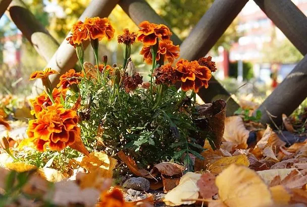 Закопайте бархатцы под зиму в грядки: 3 преимущества для вашего огорода