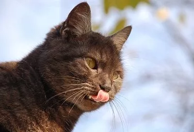 Зооняни и кормушки: какие услуги и товары для животных выбирают жители Краснодара перед Новым годом