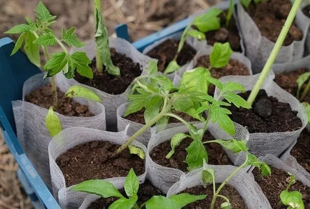 Лучше недокормить, чем перекормить: почему даже самые полезные для рассады помидоров элементы могут ее погубить