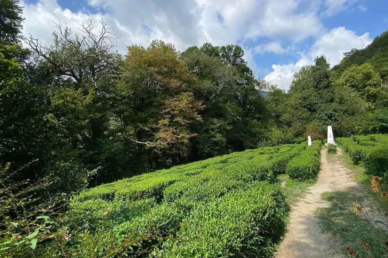 Новый маршрут для познавательного туризма разработали в Сочи