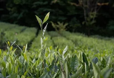 Генетическую карту холодоустойчивости российского чая создали ученые из Сочи совместно с китайскими коллегами
