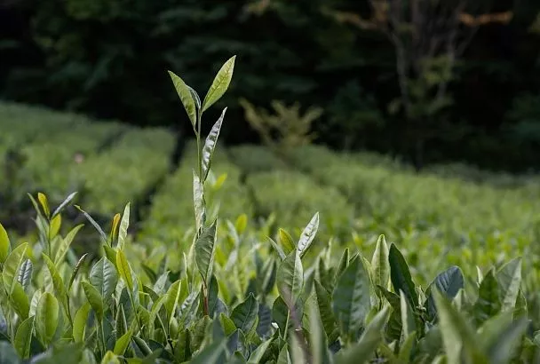Генетическую карту холодоустойчивости российского чая создали ученые из Сочи совместно с китайскими коллегами