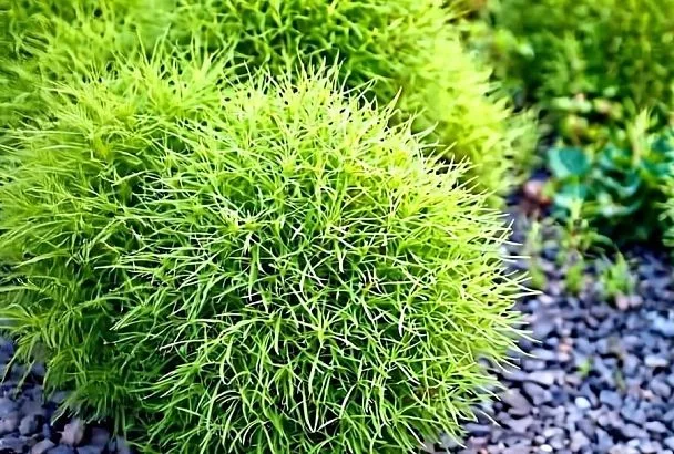 Весной высаживают кохию, а осенью любуюсь ее красотой: как это растение превращает сад в живую картину, которая меняется с каждым новым сезоном.