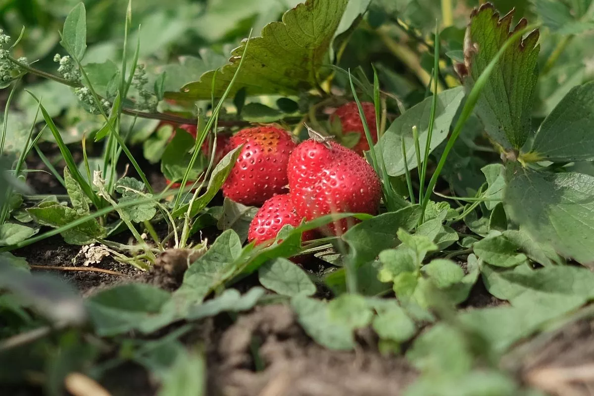 За 16 лет поле клубники выросло в маленький, но крепкий бизнес. 