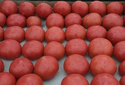 Россельхознадзор забраковал 67 тонн поступивших в Россию через Краснодарский край импортных томатов 
