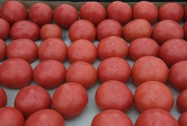 Россельхознадзор забраковал 67 тонн поступивших в Россию через Краснодарский край импортных томатов 