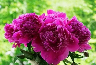 Пионы станут королями сада: 4 простейшие опоры для их буйного цветения — затмят всё вокруг