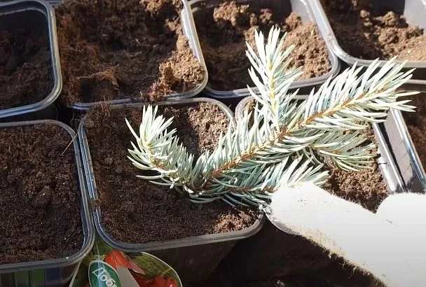 Укореняем голубую ель черенками легко: 5 ценных советов для начинающих