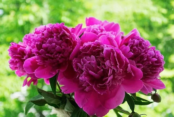 Пионы станут королями сада: 4 простейшие опоры для их буйного цветения — затмят всё вокруг