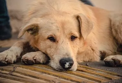Отлов бездомных собак проведут в Краснодаре